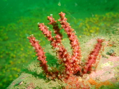 Astrogorgia sinensis