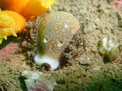 Naria miliaris