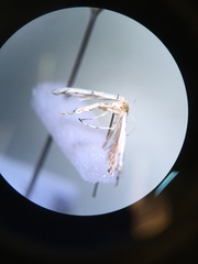 Pterophoroidea