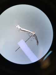 Pterophoroidea