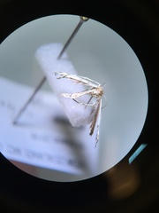 Pterophoroidea