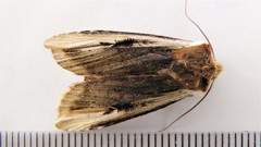 Xylena curvimacula