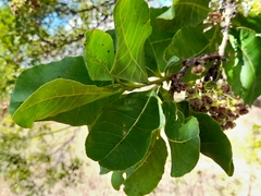 Curatella