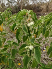 Croton ciliatoglandulifer