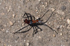 Heteroptera