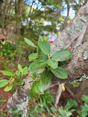 Metrosideros excelsa