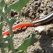 Western Red-tailed Skink - Photo (c) Global Herper, some rights reserved (CC BY-NC)