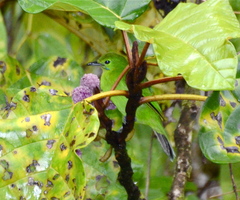 Chloropsis cyanopogon