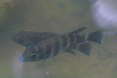 Heterotilapia buettikoferi