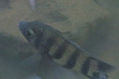 Heterotilapia buettikoferi