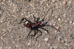 Heteroptera