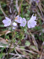 Phacelia dubia