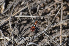 Heteroptera