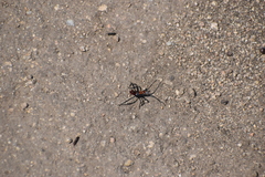 Heteroptera