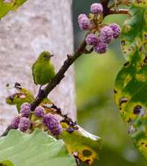 Chloropsis cyanopogon