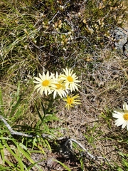 Dolichoglottis lyallii × scorzoneroides