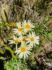 Dolichoglottis lyallii × scorzoneroides