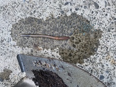 Lumbricus terrestris