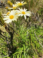 Dolichoglottis lyallii × scorzoneroides