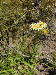 Dolichoglottis lyallii × scorzoneroides