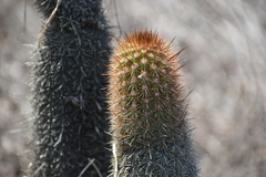 Loxanthocereus acanthurus