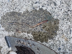 Lumbricus terrestris