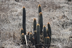 Loxanthocereus acanthurus