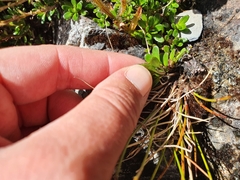 Celmisia bellidioides