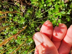 Celmisia bellidioides