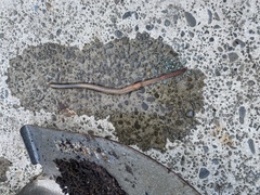 Lumbricus terrestris