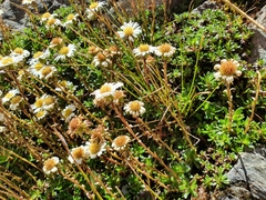 Celmisia bellidioides