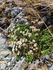 Celmisia bellidioides