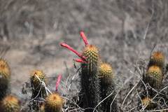 Loxanthocereus acanthurus
