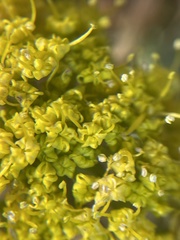Cymopterus longipes