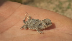 Phrynosoma