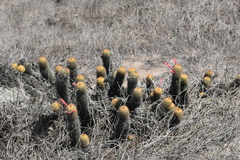 Loxanthocereus acanthurus