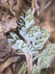 Cymopterus longipes