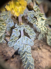 Cymopterus longipes