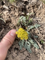 Cymopterus longipes