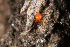 Thymoites unimaculatus