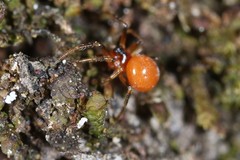 Thymoites unimaculatus