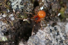 Thymoites unimaculatus