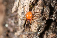 Thymoites unimaculatus