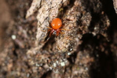 Thymoites unimaculatus