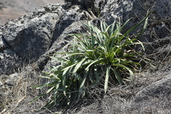 Puya ferruginea