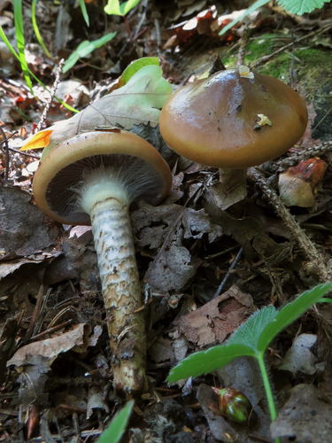 girdled webcap
