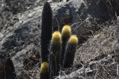 Haageocereus pseudomelanostele