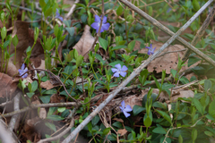 Vinca minor