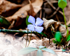 Vinca minor