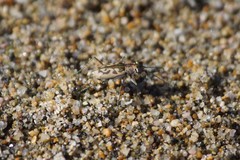Cylindera suturalis